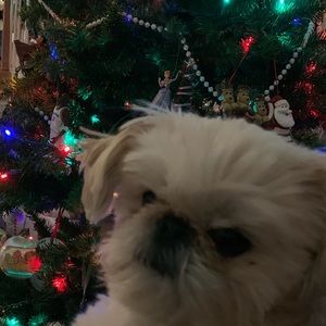 Meet your Posher, Peyton